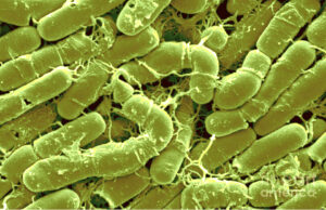बॅसिलस थुरिंजेन्सीस (Bacillus thuringiensis)