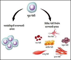 Read more about the article मूलपेशी / मूळ पेशी (Stem cells)