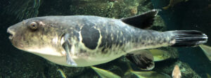 प्रातिनिधिक सजीव : फुगु मासा (Model organism : Pufferfish)
