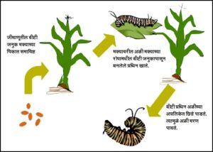 Read more about the article बीटी कीटकनाशके (Bt Pesticides)