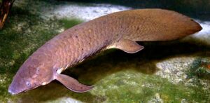 Read more about the article फुफ्फुसमीन (Lungfish)