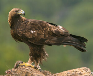 Read more about the article गरुड (Eagle)