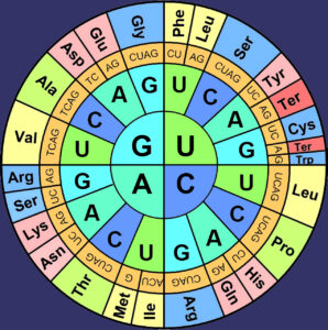 Read more about the article जनुकीय संकेत (Genetic code)
