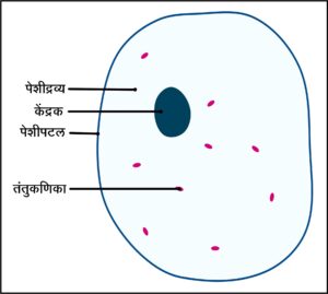 पेशीद्रव्य (Cytoplasm)