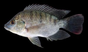 Read more about the article तिलापिया / तिलापी मासा (Tilapia Fish)