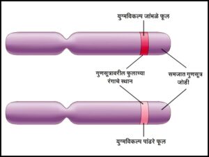 Read more about the article युग्मविकल्पी (Allele)