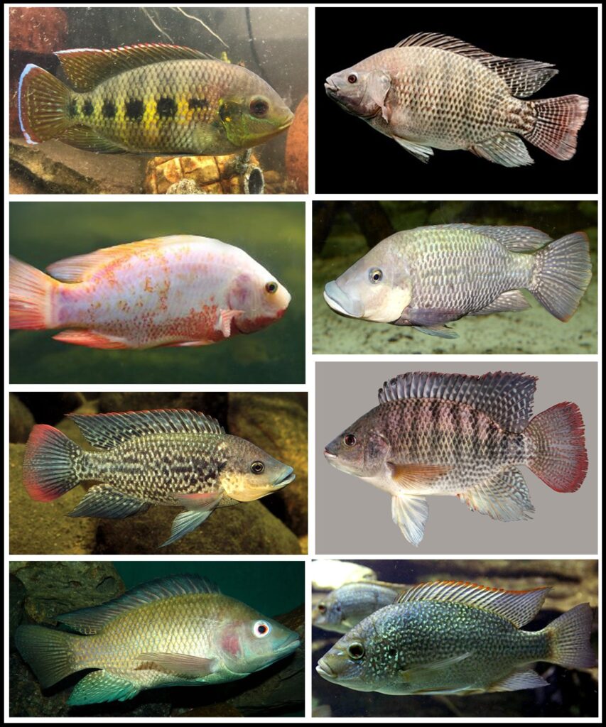 तिलापिया / तिलापी मासा (Tilapia Fish) मराठी विश्वकोश