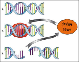Read more about the article निर्बंधन विकर (Restriction enzyme)