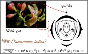 Read more about the article पुष्पसंरचना : पुष्पसूत्र व पुष्पचित्र (Floral Structure : Floral Formula and Floral Diagram)