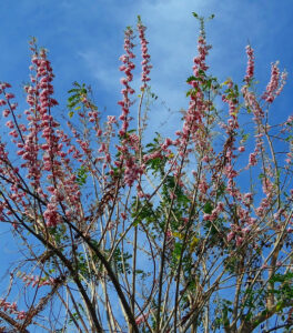 गिरीपुष्प (Mountain Flower)