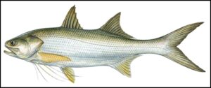 दाढा मासा (Indian threadfin)