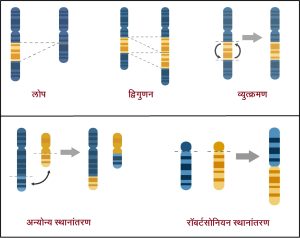 उत्परिवर्तन : गुणसूत्र रचना बदल  (Mutation in chromosome structure)
