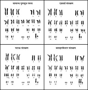 उत्परिवर्तन : गुणसूत्र संख्या बदल  (Mutation in chromosome number)