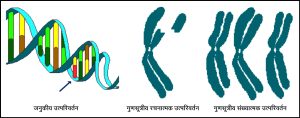 Read more about the article उत्परिवर्तन (Mutation)