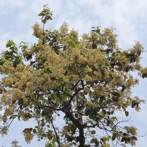 Read more about the article साल वृक्ष (Sal tree)