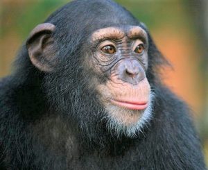 मानवसदृश कपी (Anthropoid Ape)