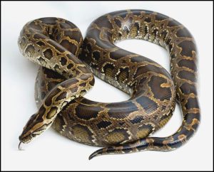 Read more about the article अजगर (Python)