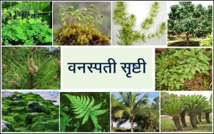 Read more about the article वनस्पती सृष्टी (Plant kingdom)