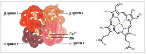 Read more about the article हीमोग्लोबिन : रसायनशास्त्र (The Chemistry of Hemoglobin)