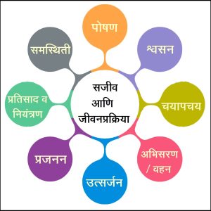 Read more about the article सजीव आणि जीवनप्रक्रिया (Life and life processes)