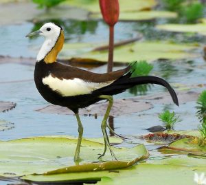 Read more about the article कमळपक्षी  (Jacana)