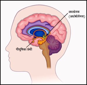 Read more about the article अधश्चेतक (Hypothalamus)