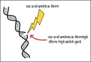 Read more about the article उत्परिवर्तके : भौतिक (Physical mutagens)