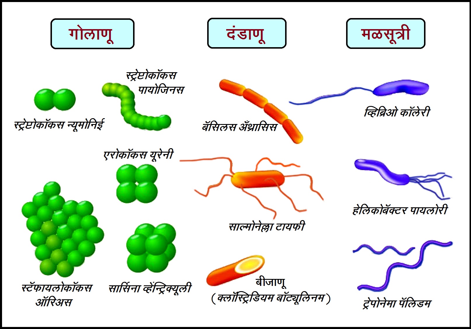 मोनेरा सृष्टी (Monera kingdom) – मराठी विश्वकोश