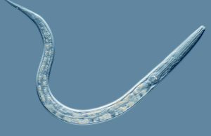 प्रातिनिधिक सजीव : सीनोऱ्हाब्डायटीस एलीगन्स  (Model Organism : Caenorhabditis elegans)