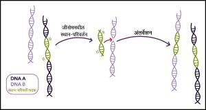 Read more about the article उत्परिवर्तके : जैविक (Biological mutagens)