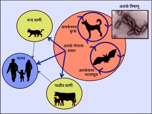 Read more about the article अलर्क रोग  (Rabies diseases)
