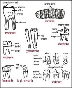 सस्तन प्राण्यांतील दंतविन्यास (Dentition in mammals)