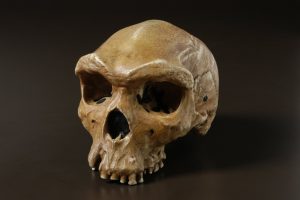 Read more about the article हायडल्बर्ग मानव (Homo heidelbergensis)