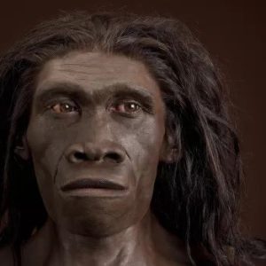 Read more about the article इरेक्टस मानव (Homo erectus)