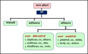 अस्थिमत्स्य (Osteichthyes)