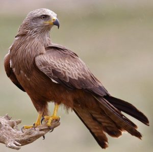 Read more about the article घार (Black kite)