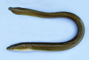 Read more about the article वाम, गोड्या पाण्यातील (Fresh water eel)