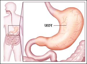 Read more about the article जठर (Stomach)