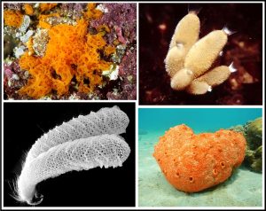 छिद्री संघ (Phylum Porifera)