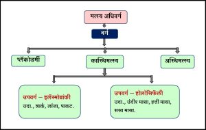 कास्थिमत्स्य (Chondrichthyes)