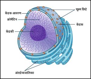 Read more about the article केंद्रक (Nucleus)