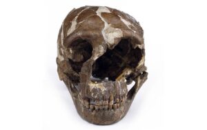 निअँडरथल मानव (Homo Neanderthalensis)