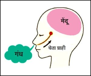 गंध संवेद (Sense of smell)