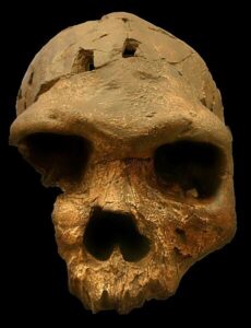 Read more about the article बोडो मानव (Homo bodoensis)