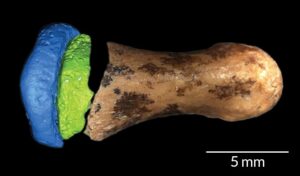 डेनिसोव्हा मानव (Denisovan)