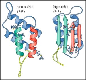 प्रिऑन (Prion)