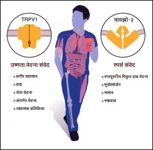 संवेदनाग्राही (Sense receptors)