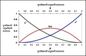 हार्डी-वाईनबर्ग नियम/तत्त्व (Hardy-Weinberg principle)