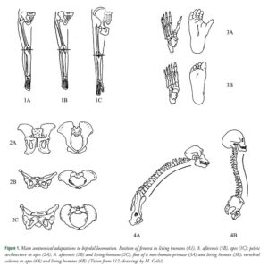 दोन पायांवर चालण्याची उत्क्रांती (Evolution of Bipedalism)