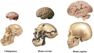 मेंदूची उत्क्रांती (Evolution of Brain)